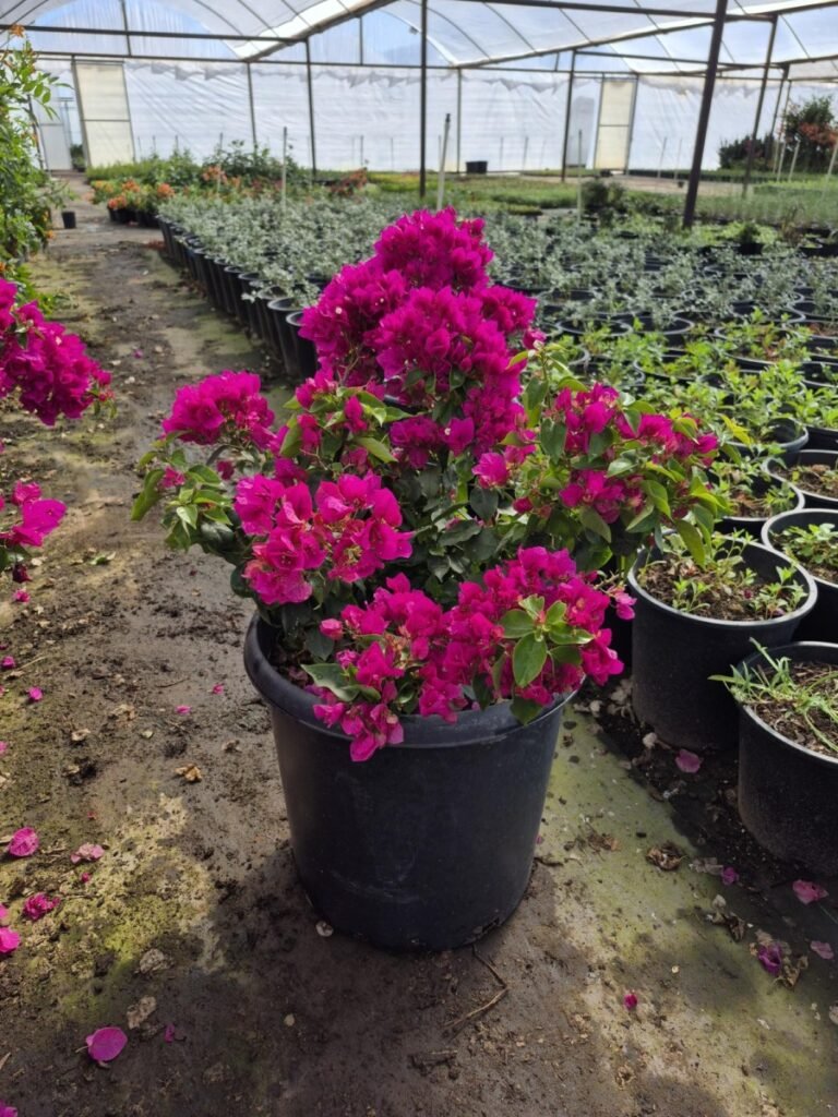 15G Bougainvillea Alexandra