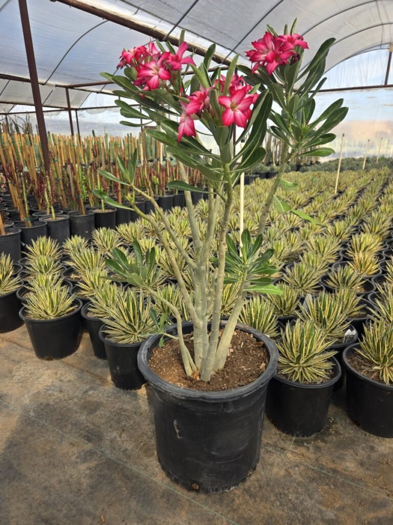 15G Desert Rose Sale