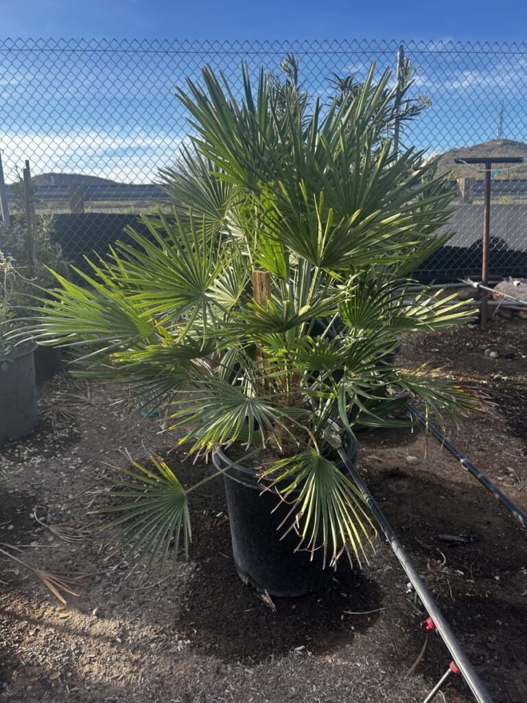 15G Mediteranean Fan Palm