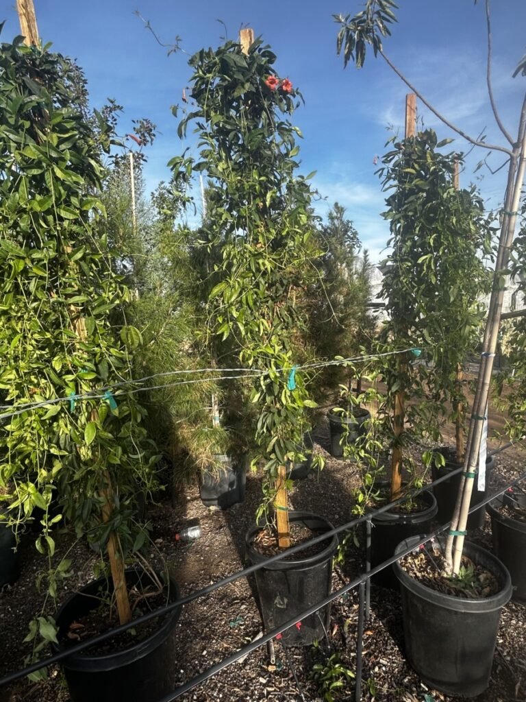 15G Tangerine Crossvine