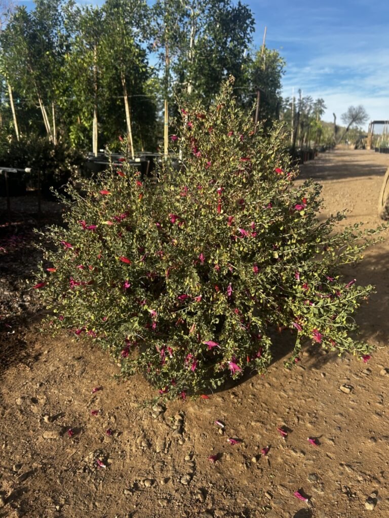 15G Valentine Emu Bush