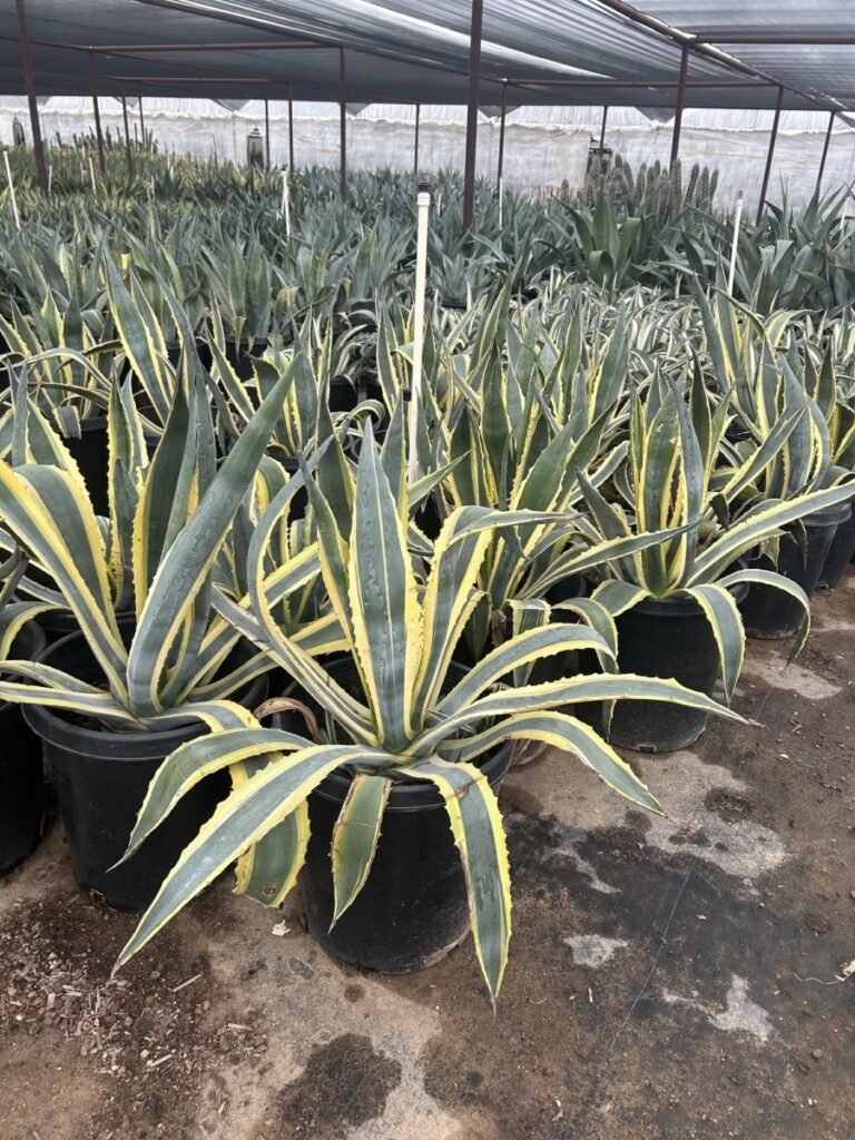 15G Variegated Americana