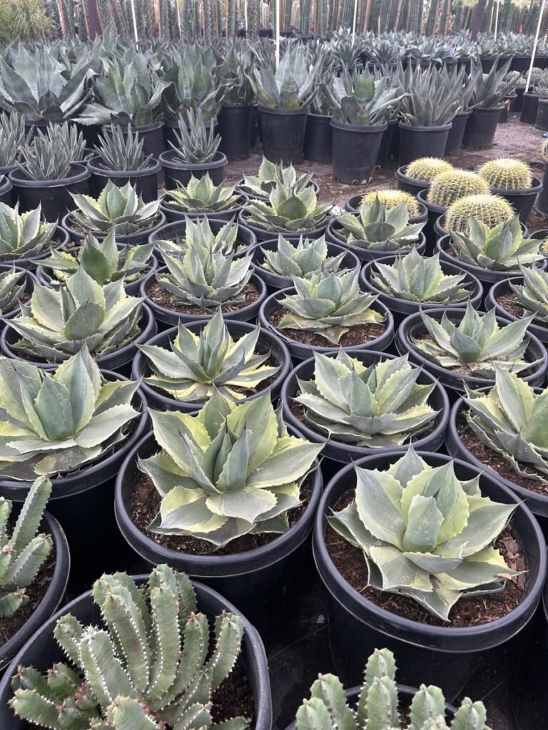 15G Variegated Ovatifolia Orca