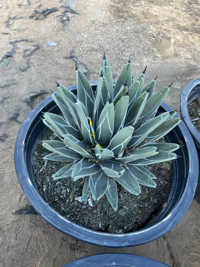25G King Ferdinand Agave