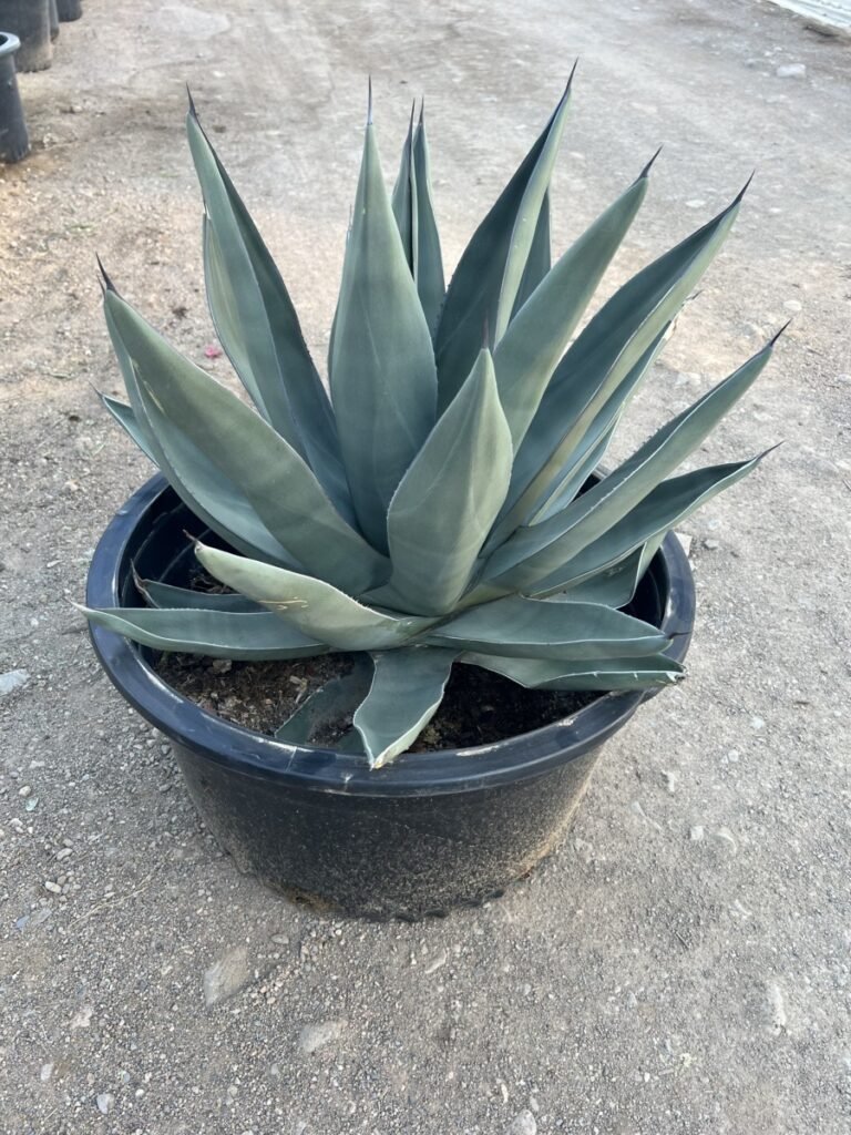 25G Sharkskin Agave