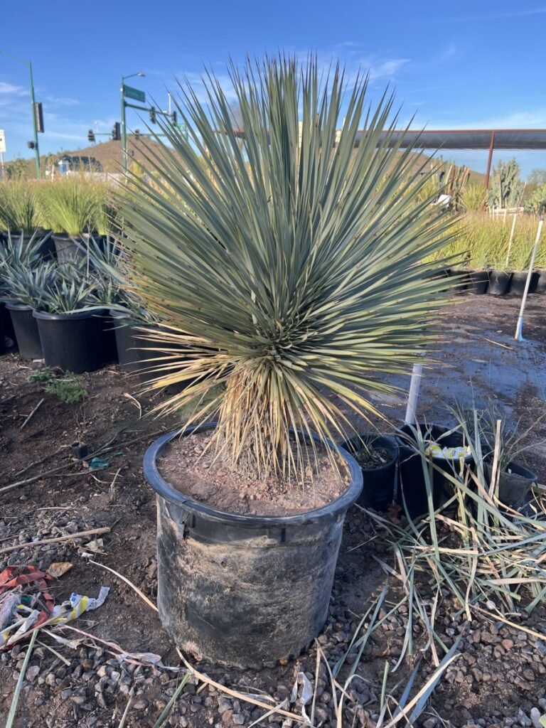 25G Yucca Rostrata With Trunk
