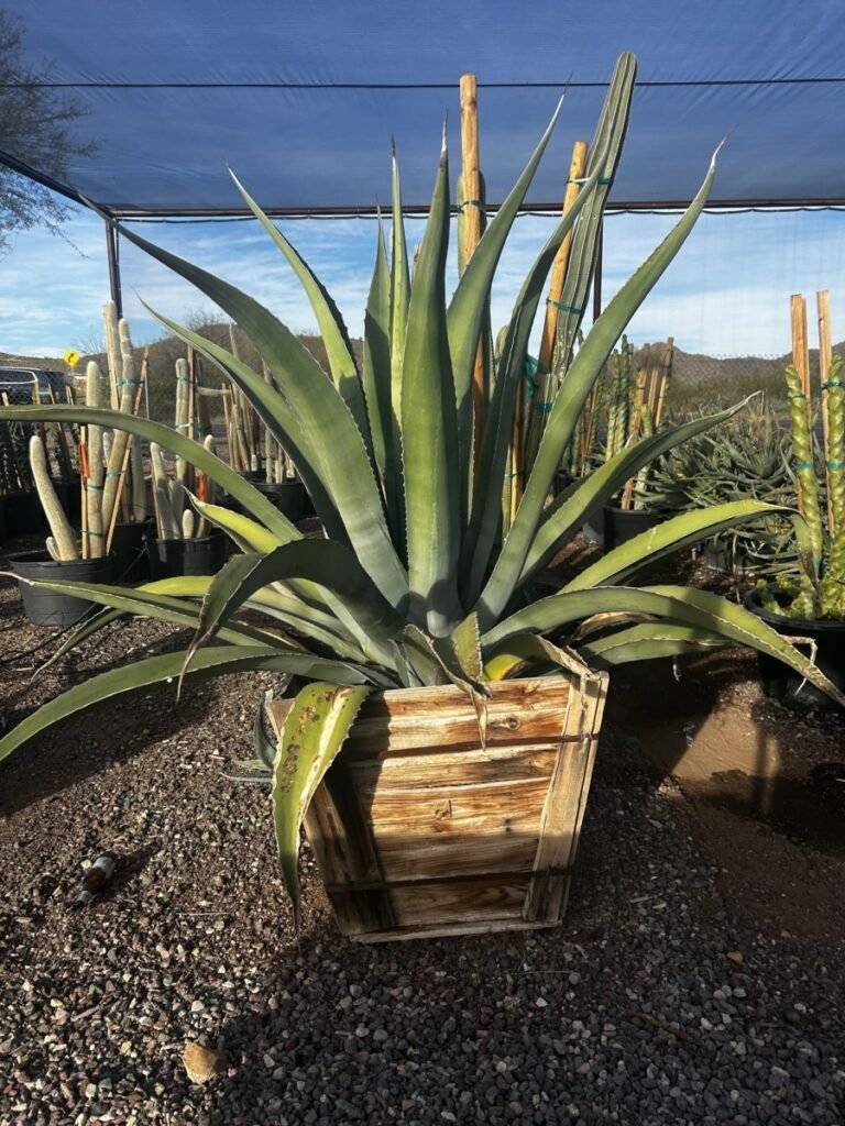 30In Agave Salmiana