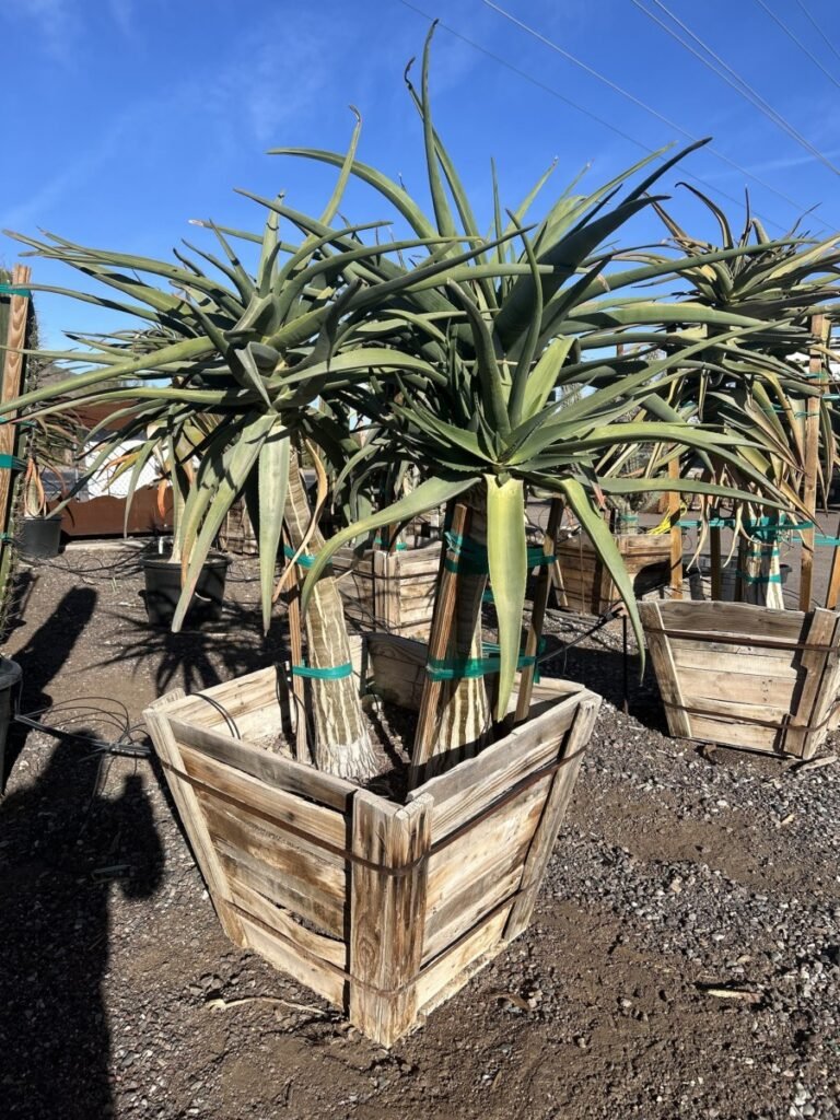 30In Aloe Hercules Jumbo Branched Premium