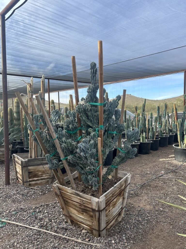 30In Cereus Monstrosus