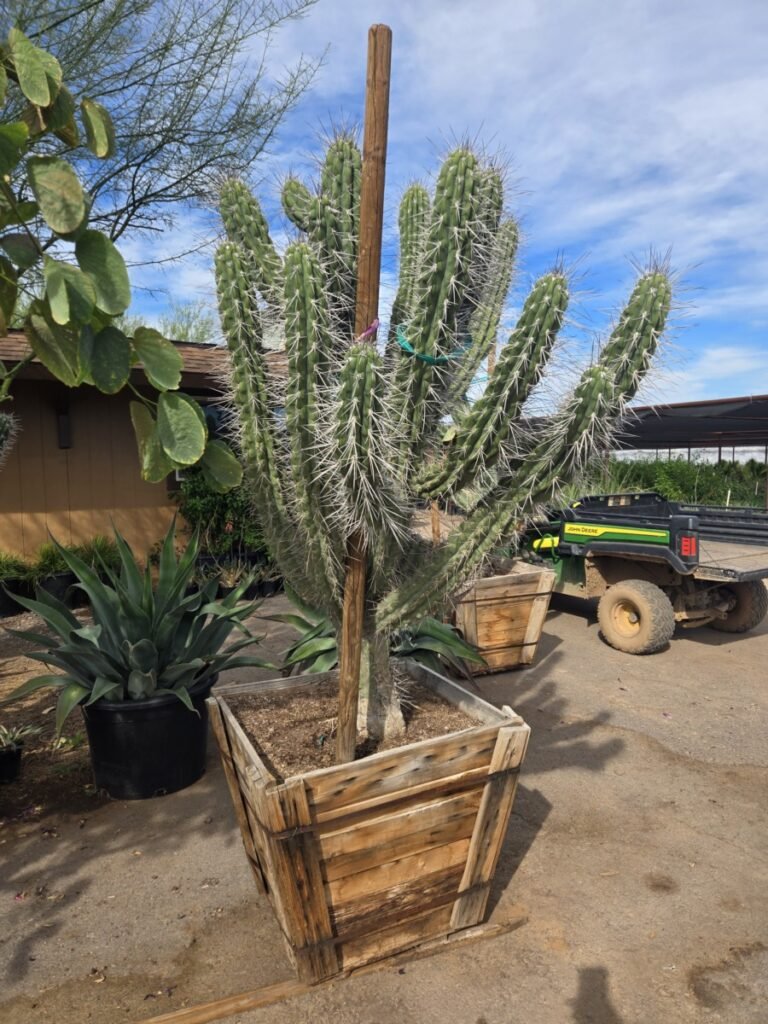 30In Toothpick Cactus
