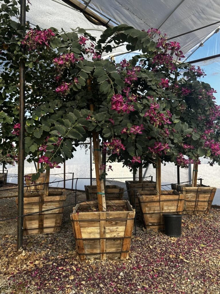 36In Hong Kong Orchid