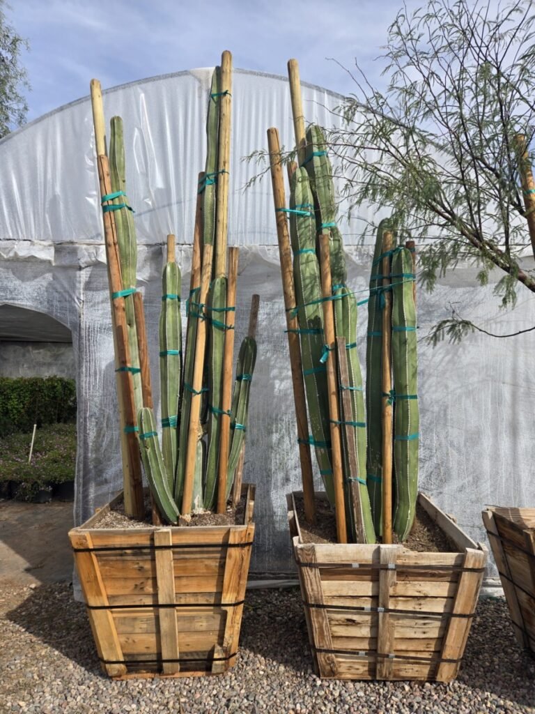 36In Mexican Fencepost