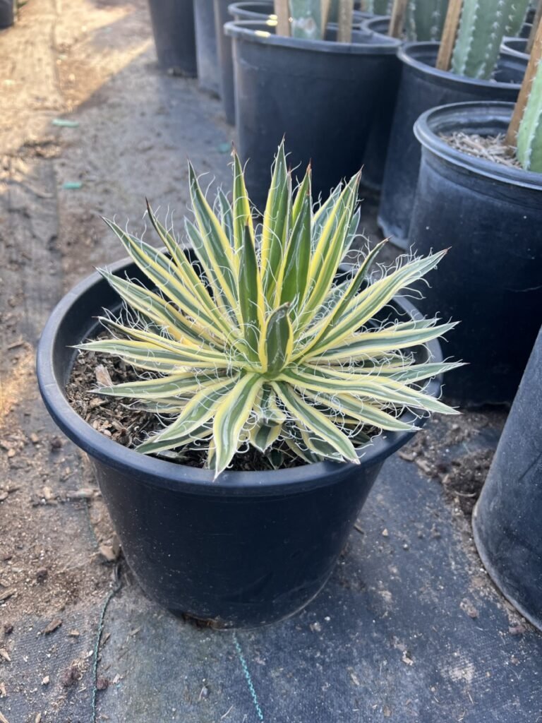 5G Agave Royal Flush