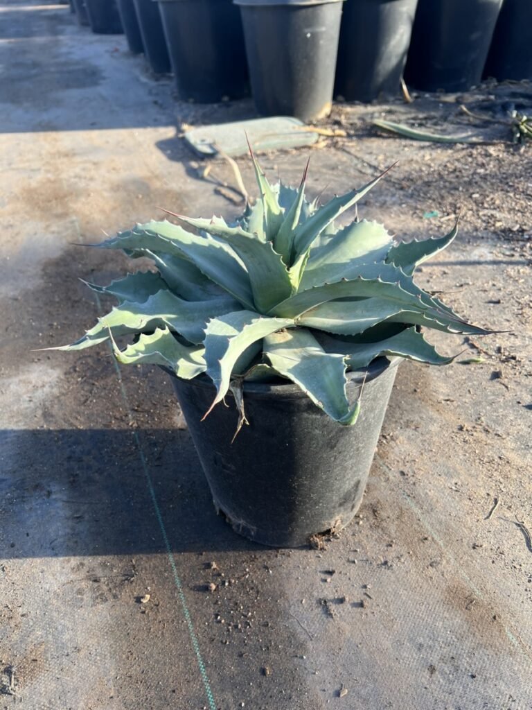 5G Agave Ovatifolia