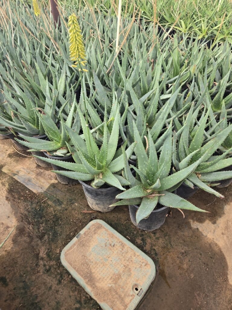 5G Aloe Sinkatana X Marlothii