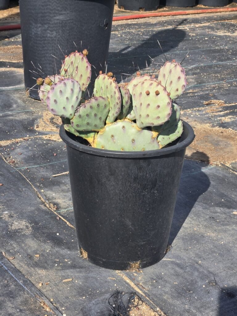 5G Baby Rita Prickly Pear Sale