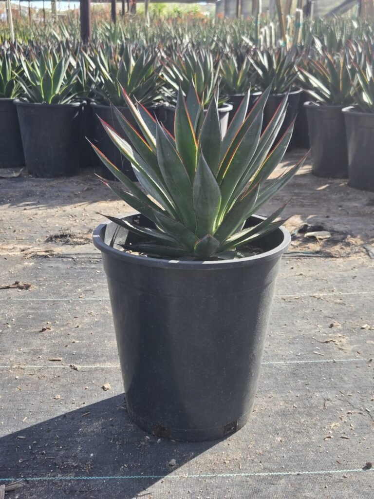 5G Blue Glow Agave Sale 2