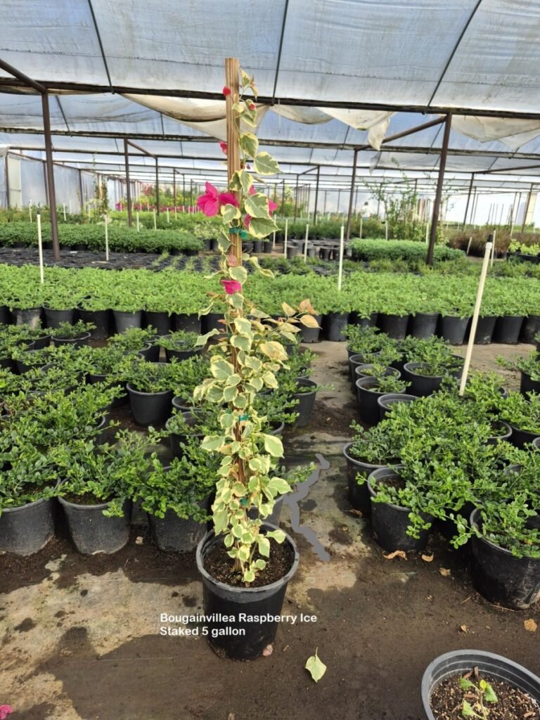 5G Bougainvillea Raspberry Ice Staked