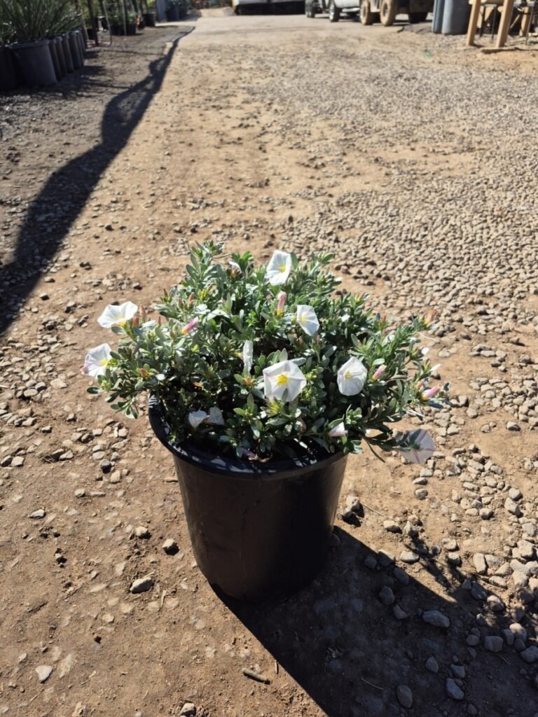 5G Bush Morning Glory Premium