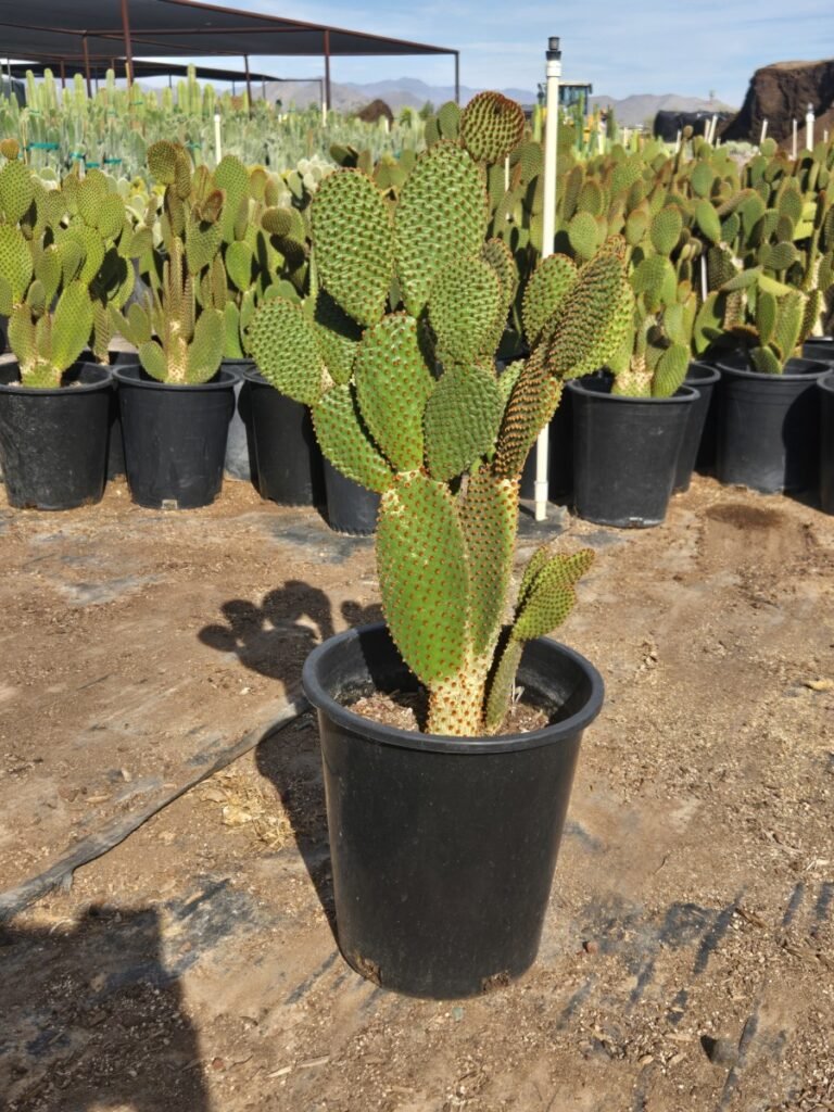 5G Cinnamon Dot Prickly Pear Sale