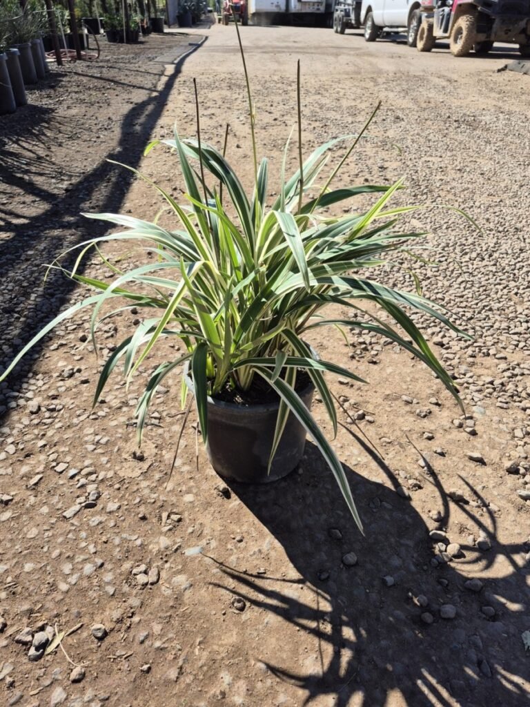 5G Dianella Varigated Lily Flax Premium