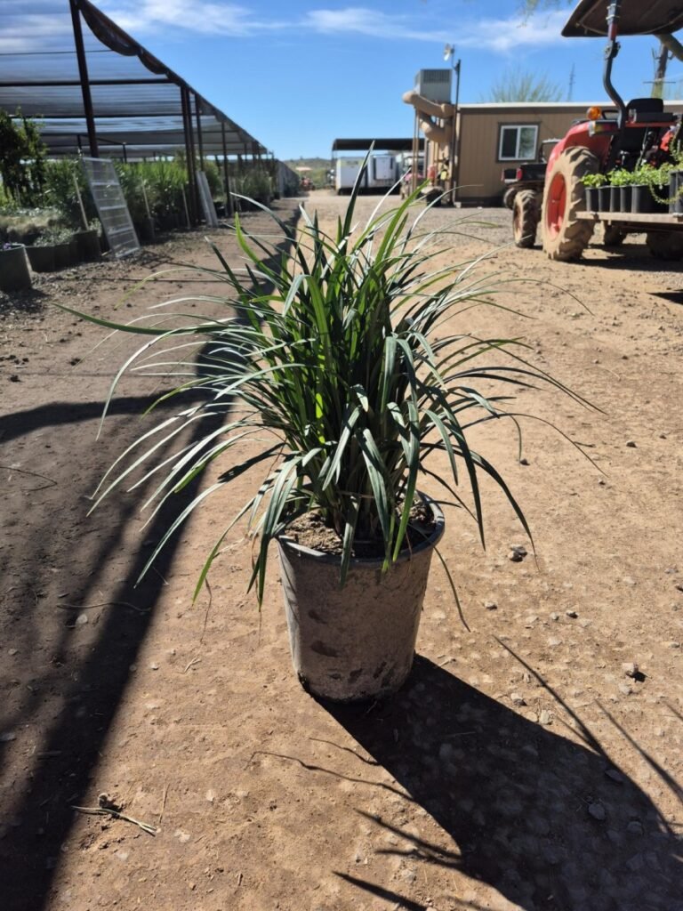 5G Lily Turf Premium