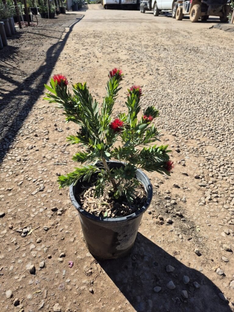 5G Little John Bottle Brush