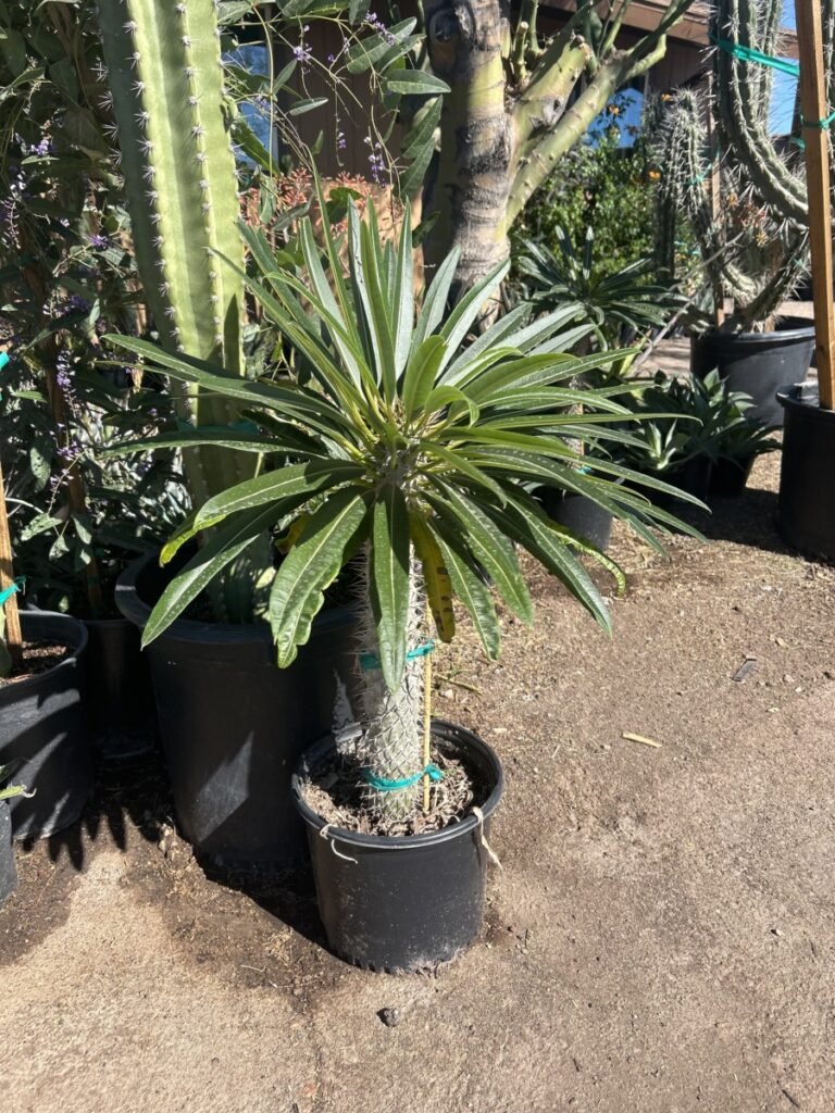 5G Madagascar Palm