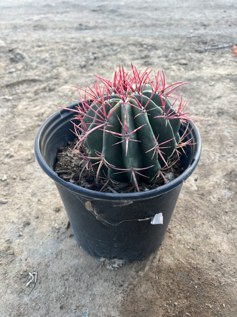 5G Mexican Fire Barrel