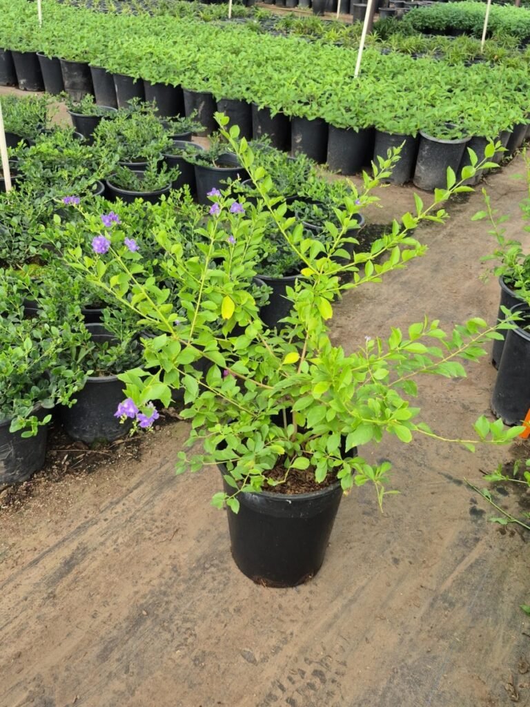 5G Purple Sky Flower