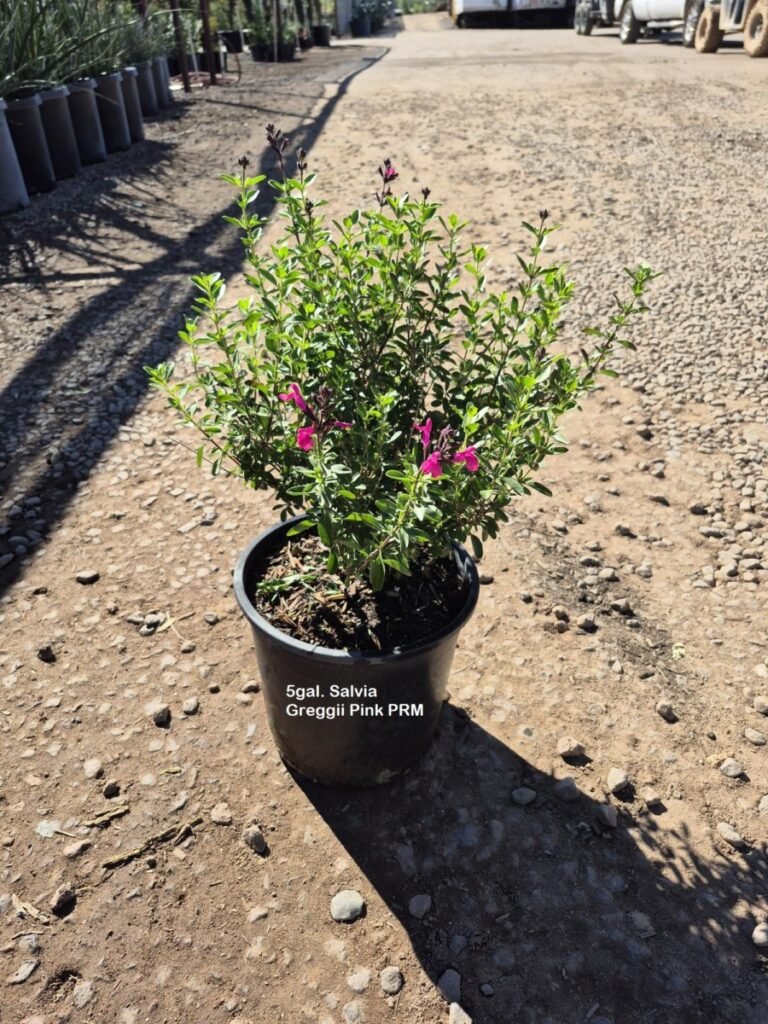 5G Salvia Greggii Pink Premium