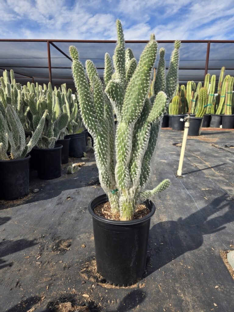 5G Snow Prickly Pear Sale