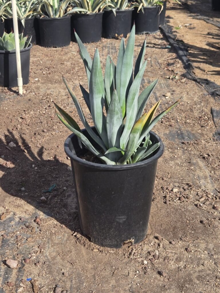 5G Toothless Agave Murpheyi Sale