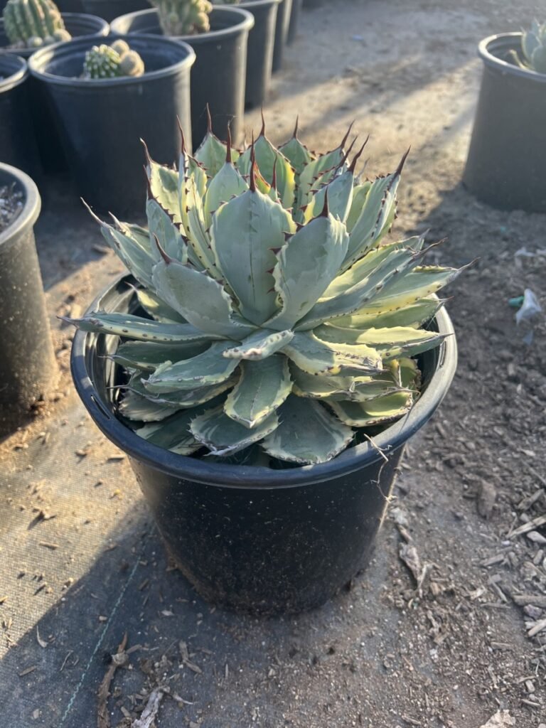5G Variegated Dwarf Butterfly Agave