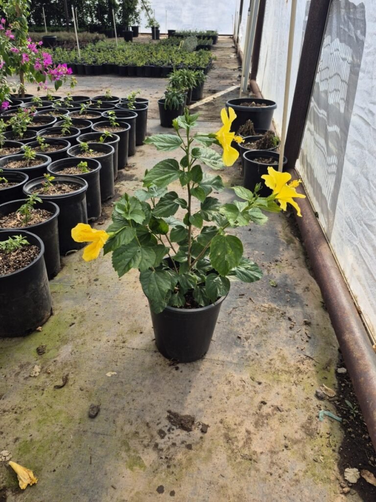 5G Yellow Hibiscus