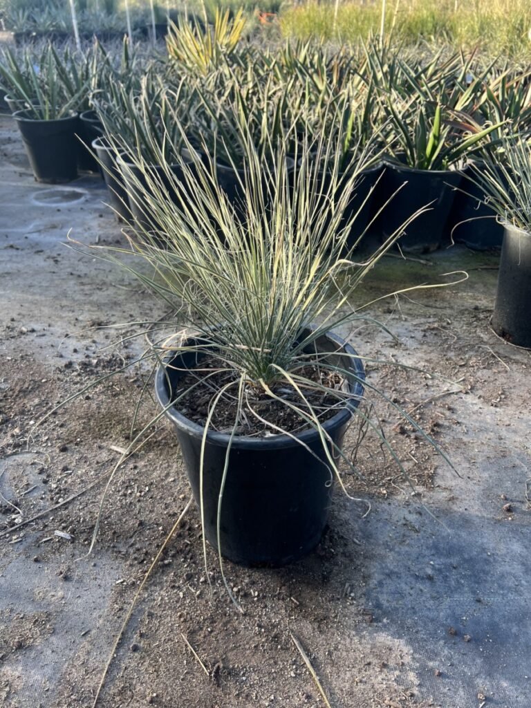 5G Yucca Elata