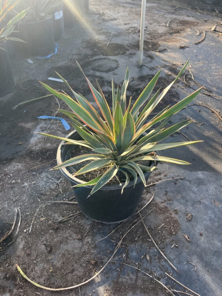 5G Yucca Pendula Variegated