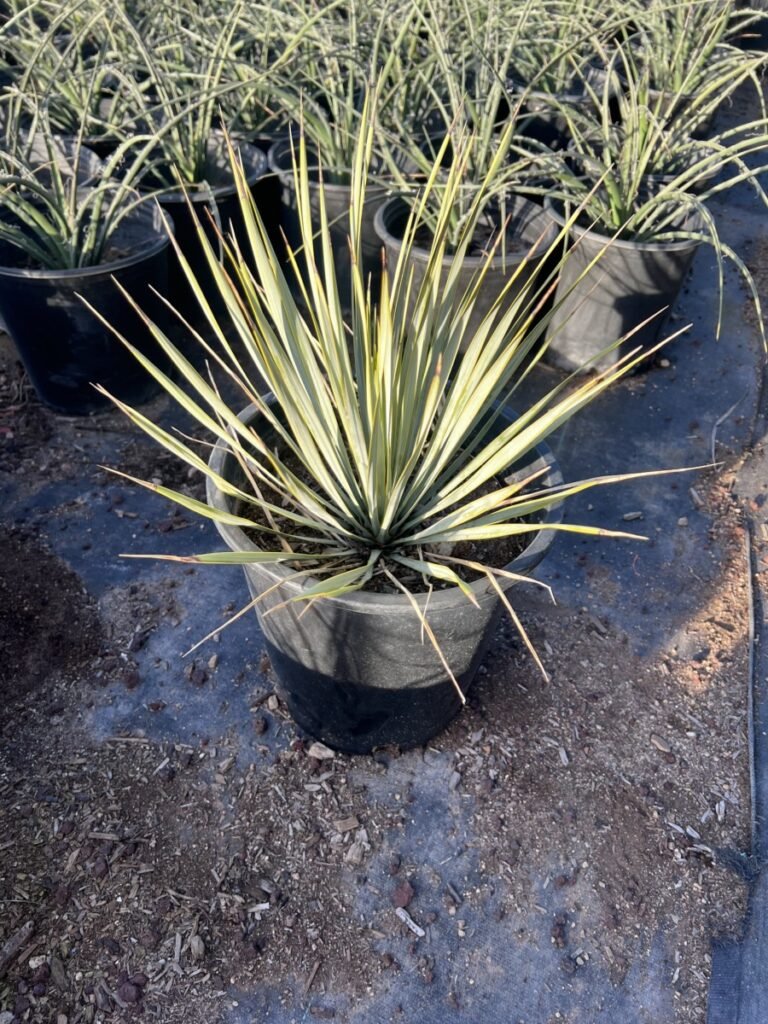 5G Yucca Rostrata