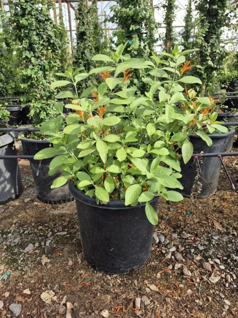 15Gal. Mexican Honeysuckle