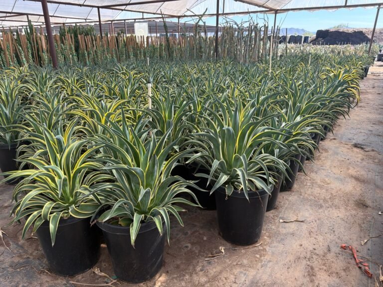 15G Agave Desmettiana Variagated