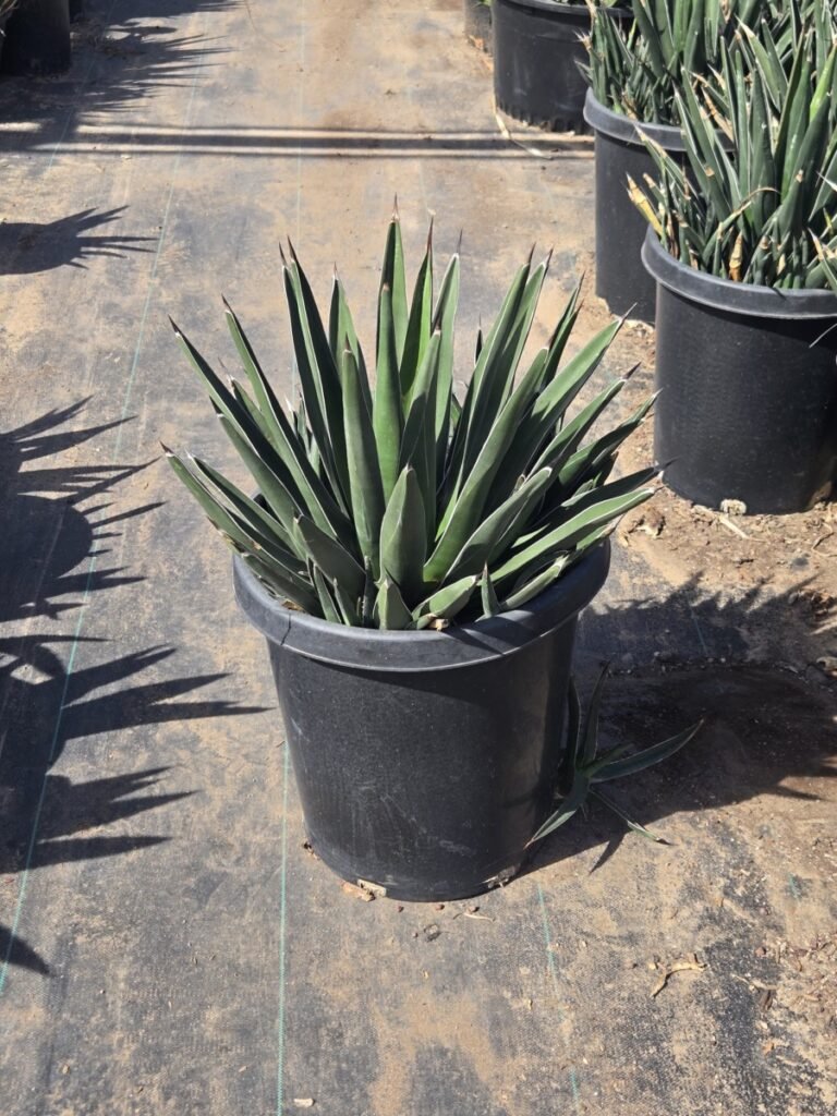 15G Agave Shark Tooth Sale