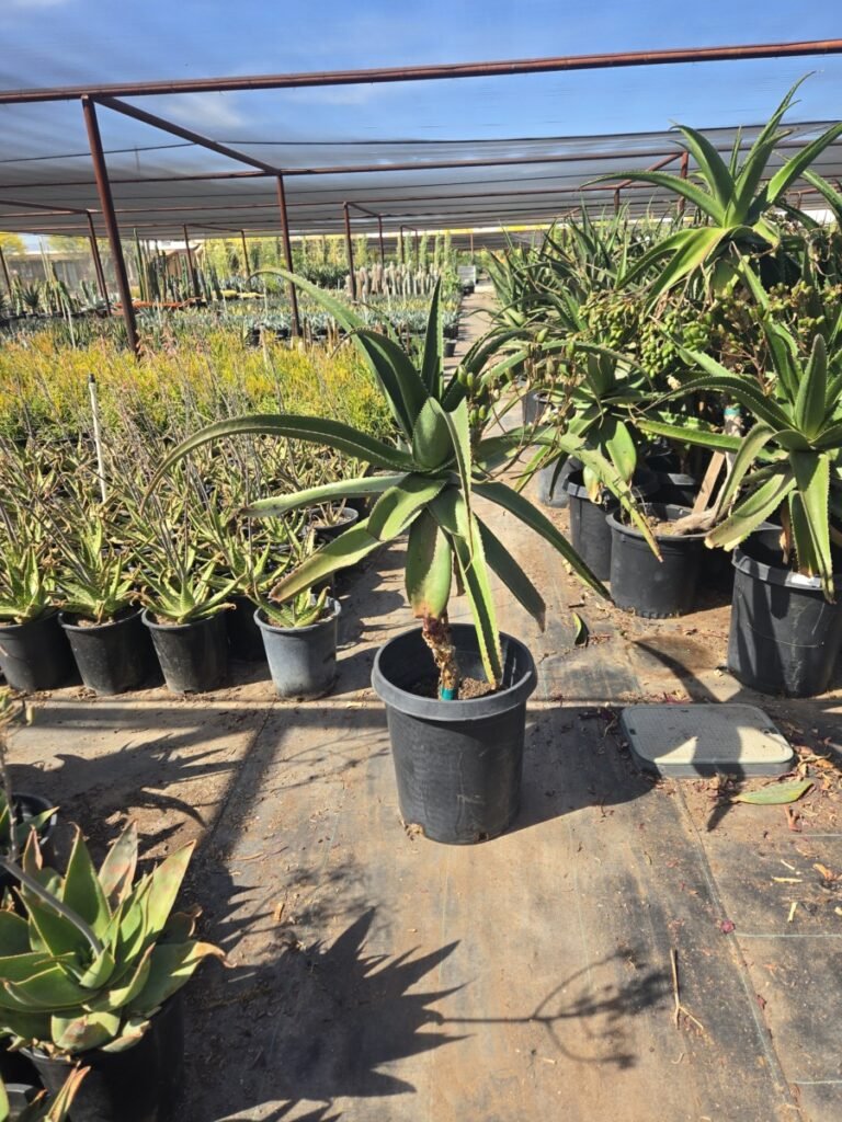 15G Aloe Vaombe Sale