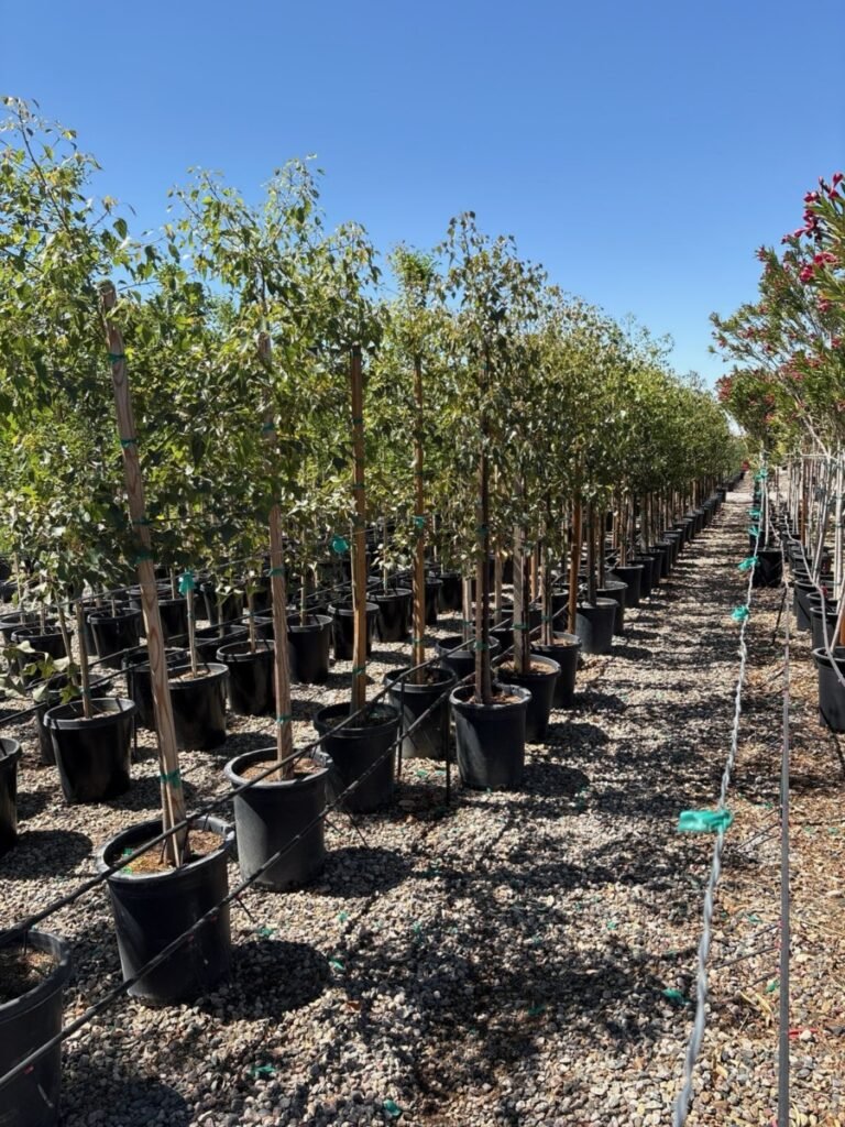 15G Bottle Tree Brachitton Populnus