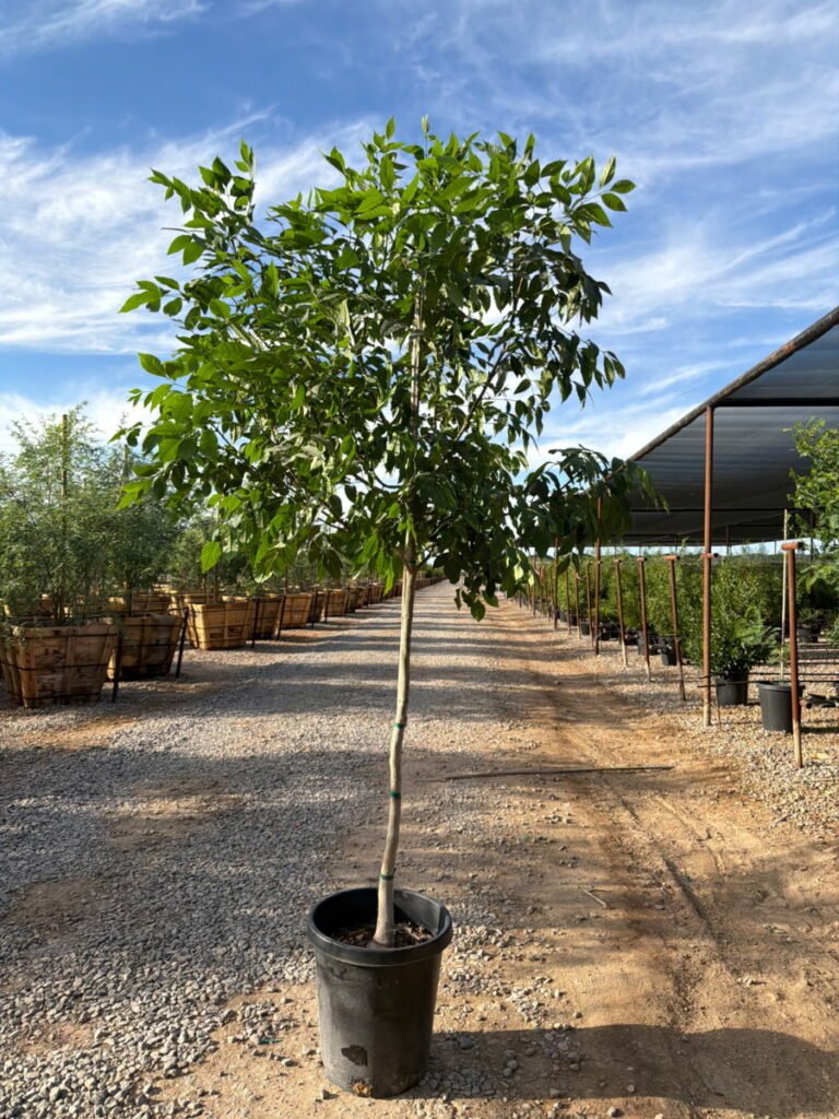 15Gshamel Ash Sale