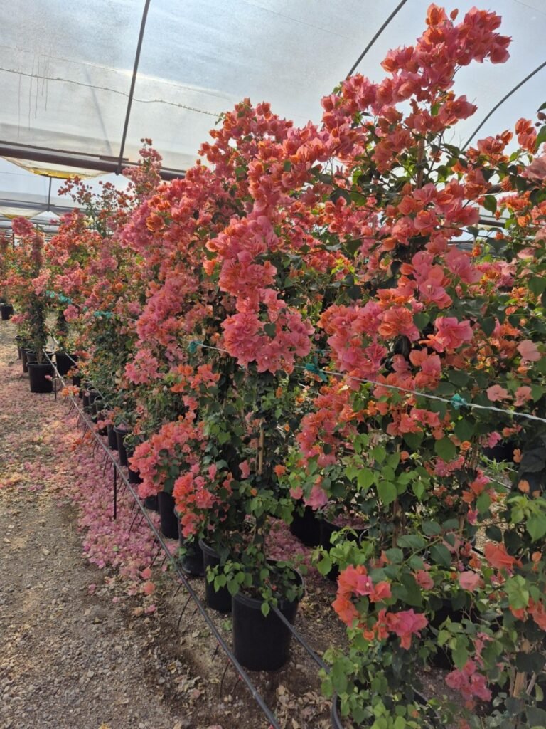15Gal. Bougainvillea Rosenka Staked 2
