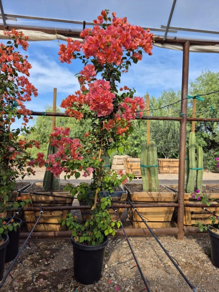 15Gal. Bougainvillea Rosenka Staked
