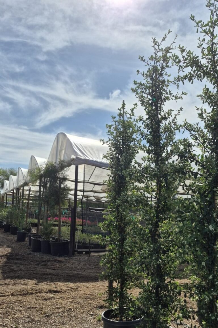 15Gal. Pyracantha