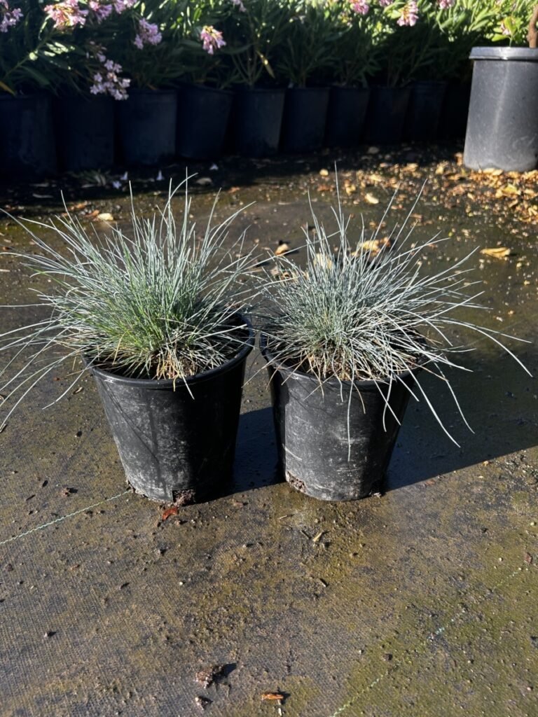 1G Blue Fescue Prm