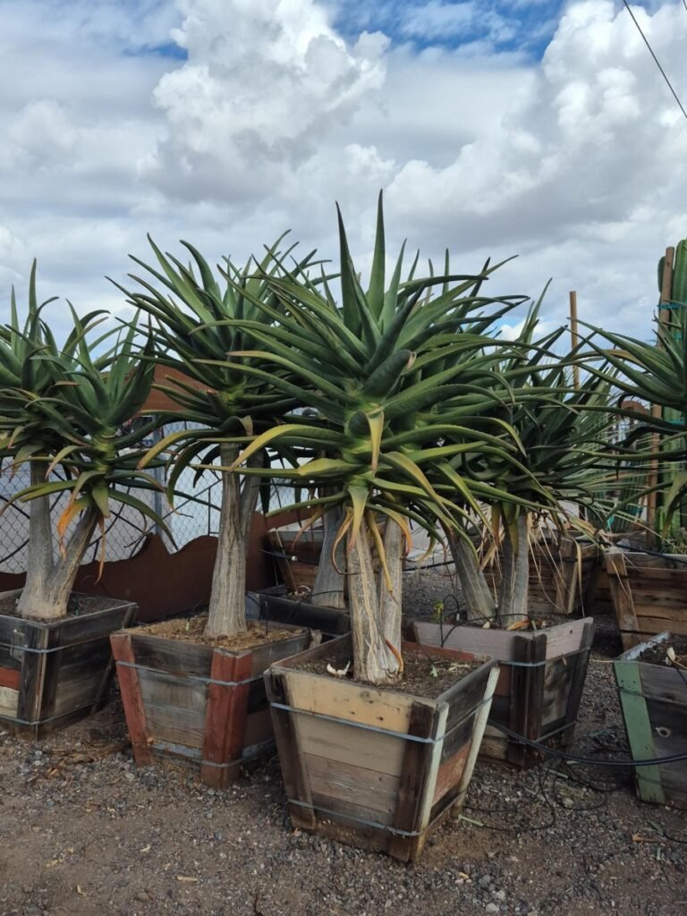24 Box Premium Aloe Hercules Multi Head