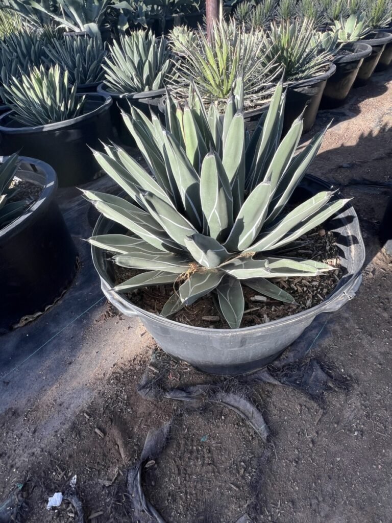 25G Agave Ferdinand Regis